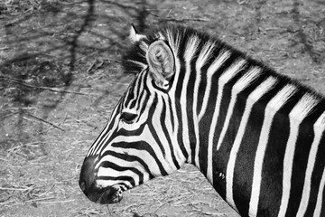 Fototapeta na wymiar zebra black and white
