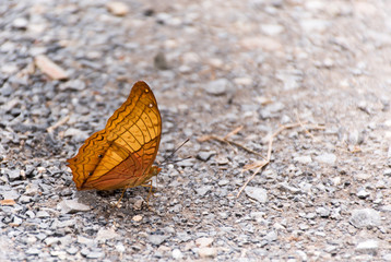 Yellow Butterfly