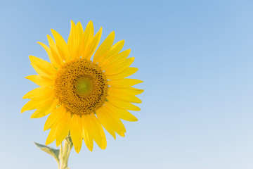 Obraz premium Sunflower