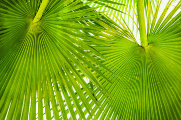 Fototapeta premium Texture of Green palm Leaf - Stock Image