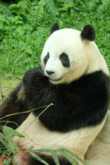 Obraz na płótnie Canvas Giant panda feeding on bamboo