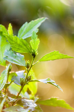 blatt im regen