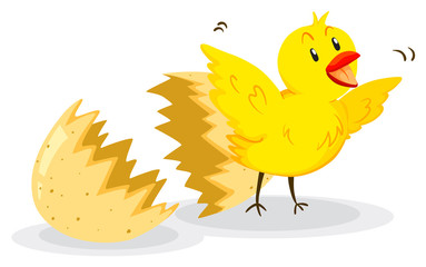 Little chick coming out of the egg