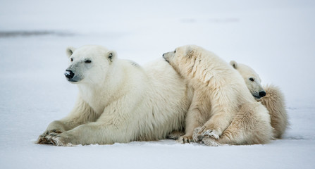 Naklejka na ściany i meble Polar she-bear with cubs. A Polar she-bear with two small bear cubs on the snow.