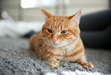 Red cat on the floor, close up