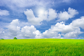 beautiful green grass field in vibrant meadow under white cloud on blue sky and sun