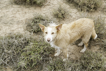 Obraz premium Hound dog happy