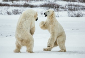 Fighting Polar bears (Ursus maritimus ) on the snow.\ Arctic tundra. Two polar bears play fighting. Polar bears fighting on snow have got up on hinder legs.