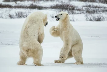 Papier Peint photo Ours polaire Combattre les ours polaires (Ursus maritimus) sur la neige.\ Toundra arctique. Deux ours polaires jouent à se battre. Les ours polaires qui se battent sur la neige se sont dressés sur leurs pattes postérieures.