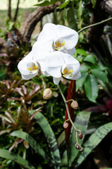 White orchid