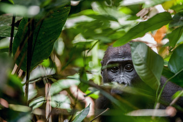 Lowland gorilla in jungle Congo. Portrait of a western lowland gorilla (Gorilla gorilla gorilla) close up at a short distance. Young gorilla in a native habitat.