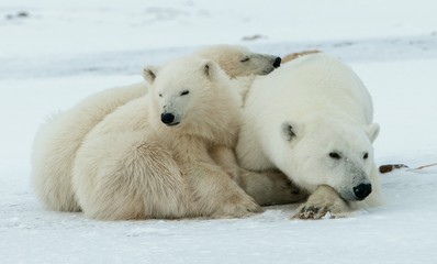 Ourse polaire avec oursons. Une ourse polaire avec deux petits oursons sur la neige.