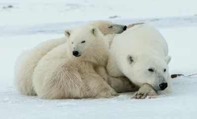 Cercles muraux Ours polaire Ourse polaire avec oursons. Une ourse polaire avec deux petits oursons sur la neige.