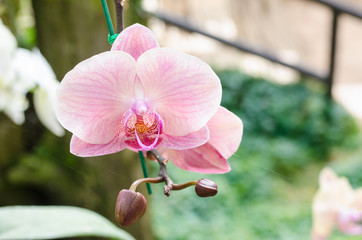 Pink orchid