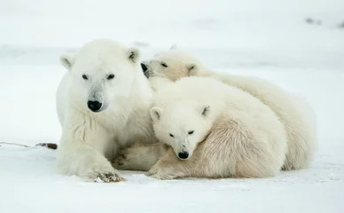 Crédence de cuisine en verre imprimé Ours polaire Ourse polaire avec petits. Une ourse polaire avec deux petits oursons sur la neige.