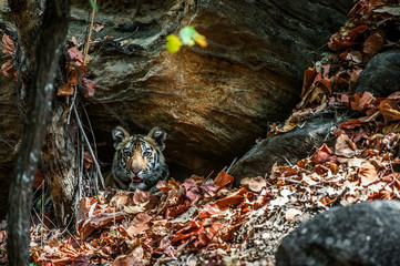 Young Bengal tiger in natural habitat. The Bengal (Indian) tiger Panthera tigris tigris.
