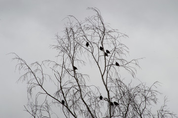 Flock of the black birds resting on the tree without leaves. 
