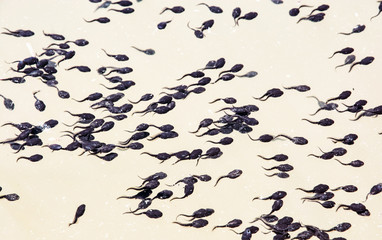Tadpoles group in the water, natural scene © vrabelpeter1