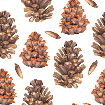 A seamless pattern with the watercolor fir cones painted on a white background