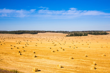 Field after harvest