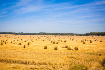 Field after harvest