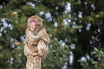 木の上に腰掛けたニホンザル