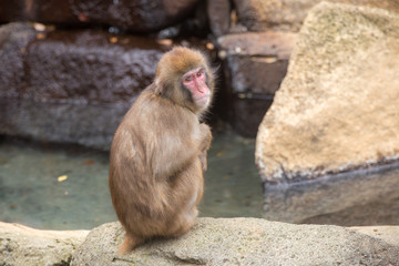 Naklejka premium 腰掛けたニホンザル