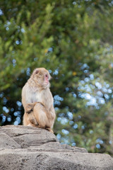 Obraz premium 叫ぶニホンザル