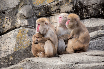 寄り添うニホンザル