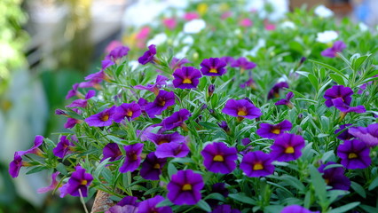 beautiful purple petunia flowers