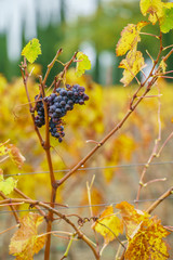 autumn vineyard