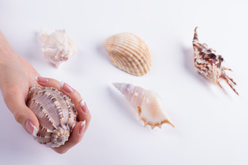 Beautiful set of different shells.