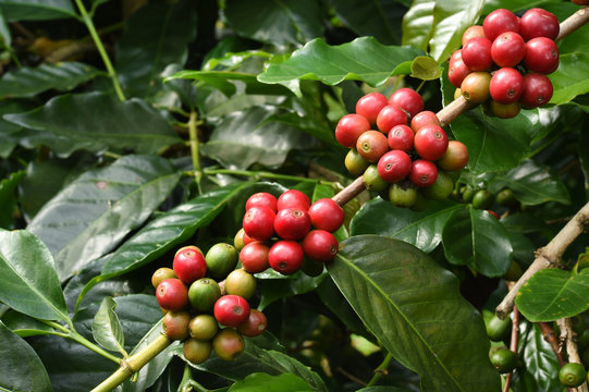 Coffee beans ripening on a tree.

