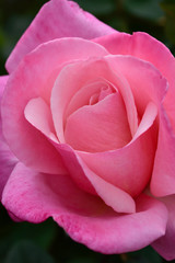 Pink Rose