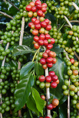 Coffee beans ripening on a tree.
