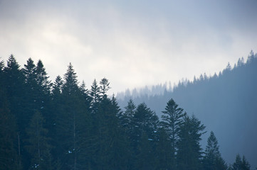 Carpathians Mountains in the mist