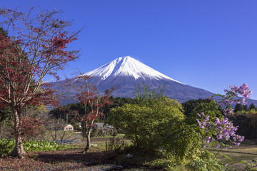 朝霧高原の紅葉と富士山