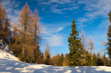 Trees with snow in a sunny winter day in the  Alps
