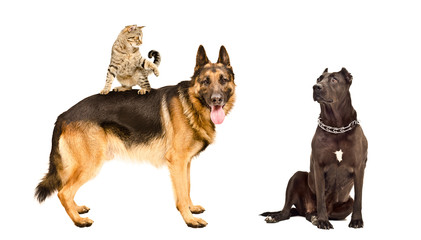 Dogs and a playful cat, isolated on a white background
