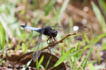 dragonfly