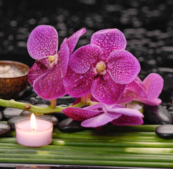 Branch orchid with candle on green plant on wet background