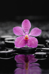 Still life with orchid with pebbles reflection