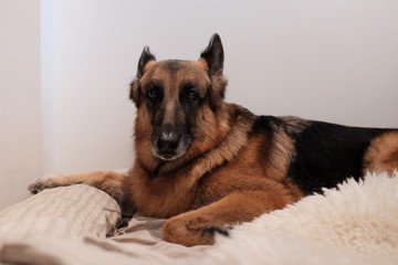 German Shepherd resting on dog bed