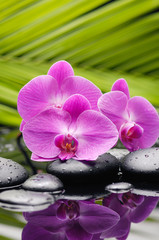 Fototapeta na wymiar Pink orchid with palm and stones on wet background