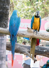 macaw