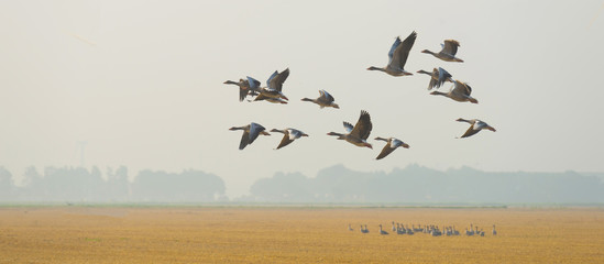 Flock of flying geese in summer