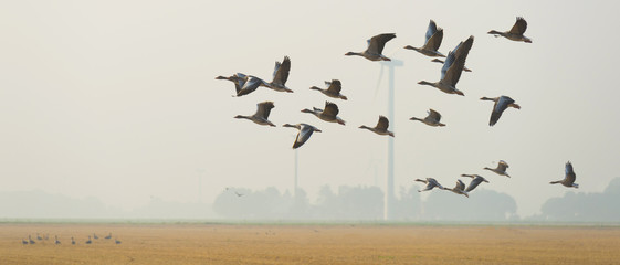 Flock of flying geese in summer
