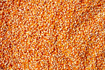 corn seeds background