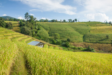 Fototapeta na wymiar Rice terraces natural scenery in Thailand.