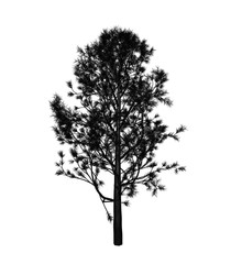 Fototapeta premium Tree